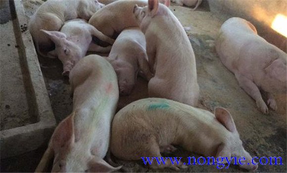 哺乳仔豬腹瀉的治療辦法