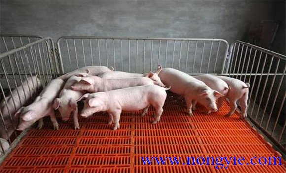 減少哺乳仔豬成活率的方法