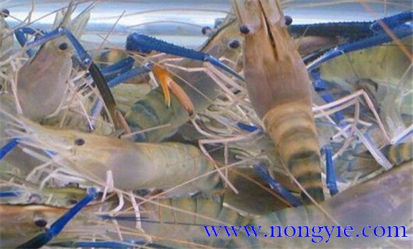 青蝦養殖周期是多少天 青蝦養殖技術要點