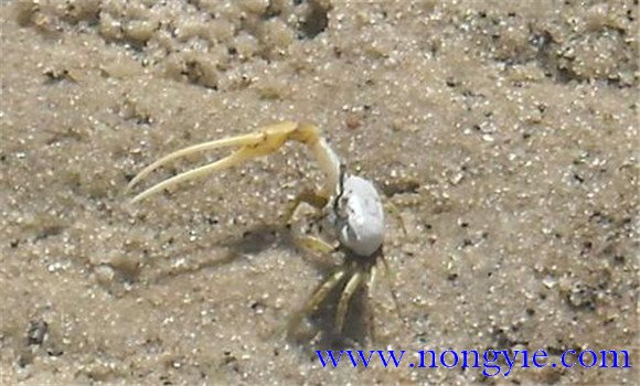 螃蟹的掘穴習性