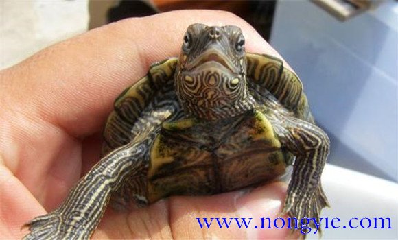 四眼斑水龜是幾級保護動物