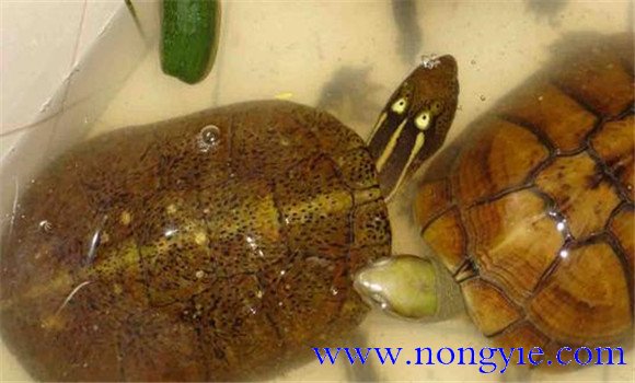 四眼斑水龜可以飼養嗎？