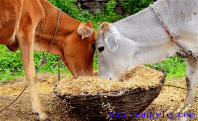 養牛節省草、節省飼料的九種辦法