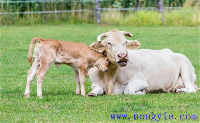 如何使母牛連年配種連年產犢