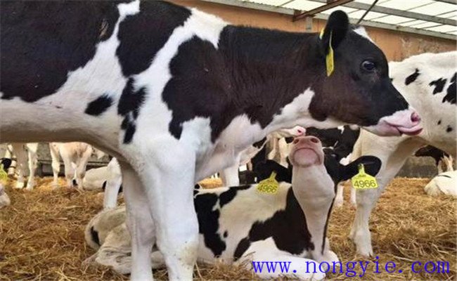 牛初乳的營養成分