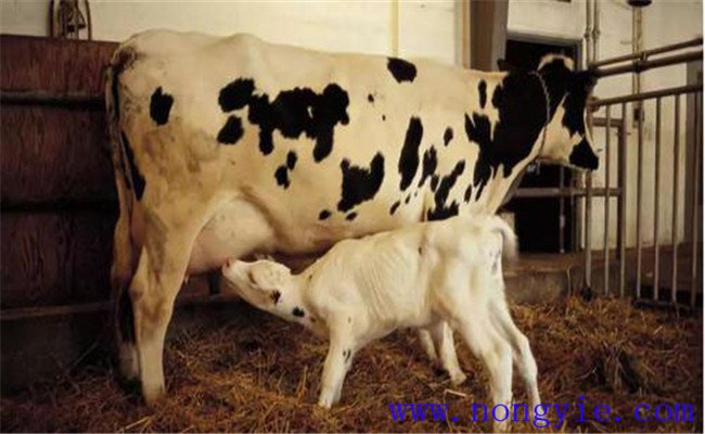初乳對犢牛生長發育的作用