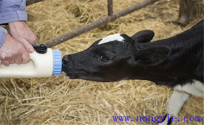 犢牛初乳的飼喂方法