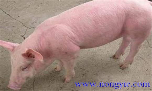 豬弓形體病的主要癥狀