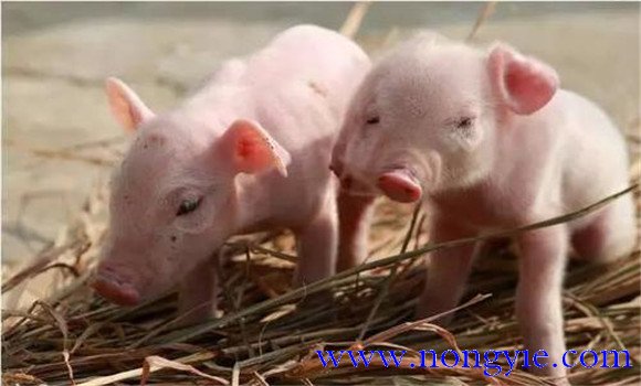 斷奶仔豬的飼養管理需注意的五個問題