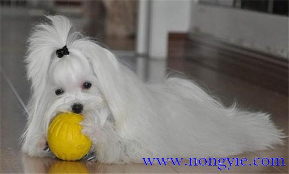 馬耳他犬有何體貌特征與性格特點