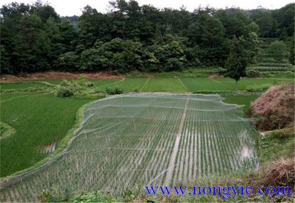 羅非魚稻田養殖技術：羅非魚如何在稻田中飼養