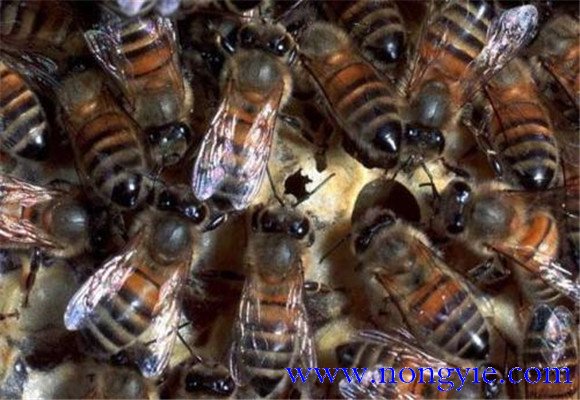 蜜蜂白堊病的癥狀特點與預防
