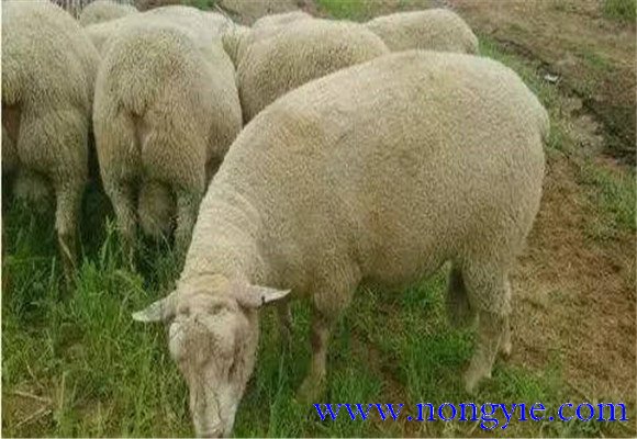 常見綿羊品種分類