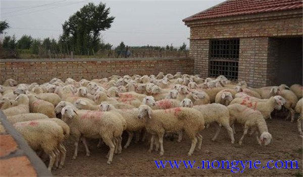 汰種羊如何育肥