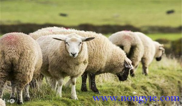 育肥淘汰種羊要及時去勢