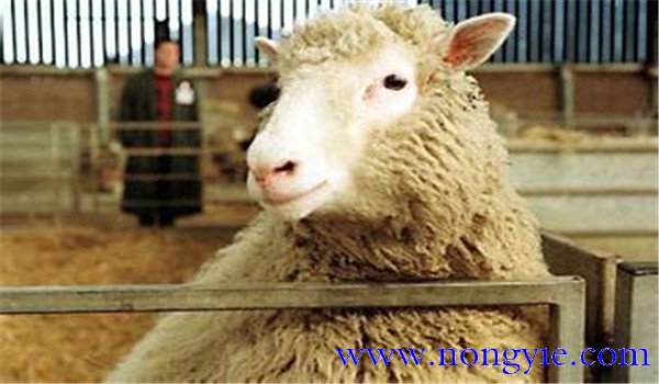 羊爛肺病是什么癥狀