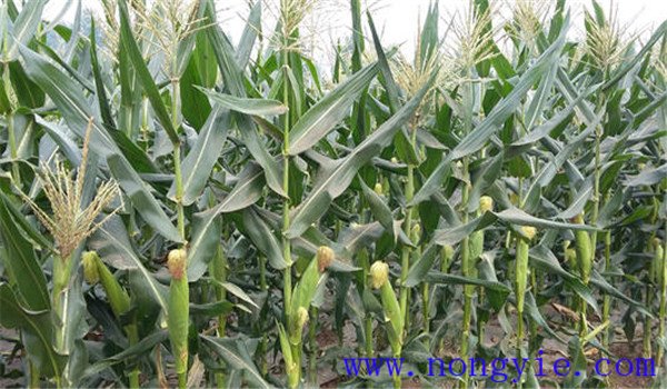 影響甜玉米采收的其他因素