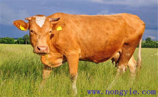 牛流行熱的診斷與治療