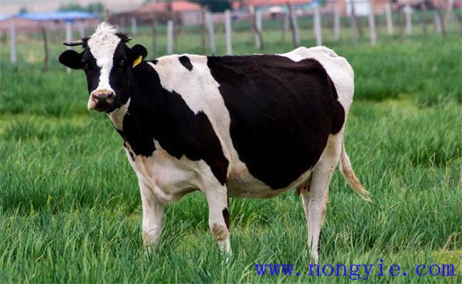 防治奶牛不孕的技術要點