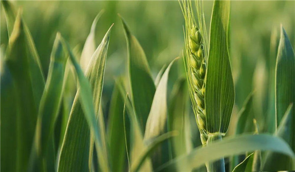 揚花期下雨對小麥授粉的影響