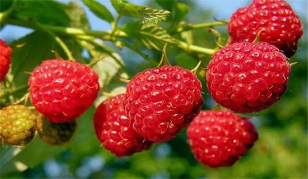 樹莓的品種選擇