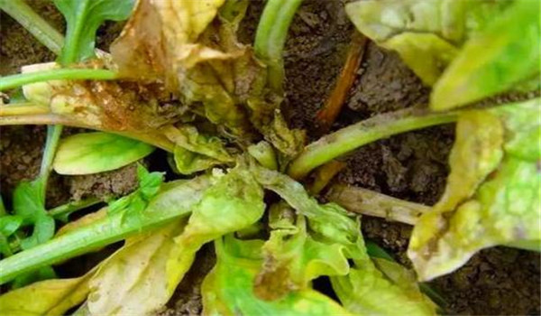 菠菜潛葉蠅的發生規律