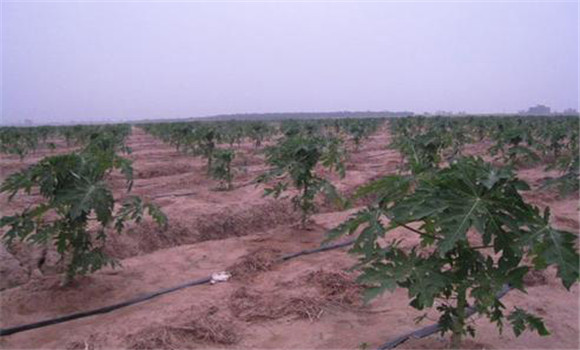 番木瓜種植的水分條件