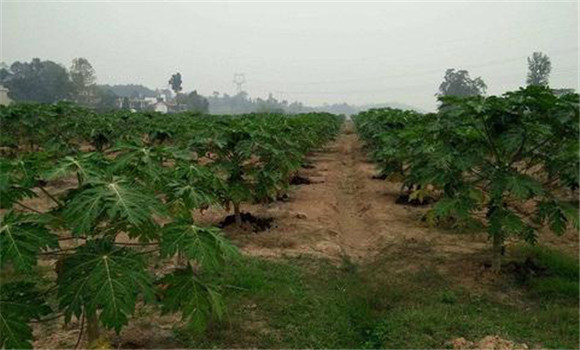 番木瓜種植的土壤條件