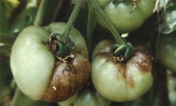 如何防治西紅柿晚疫病