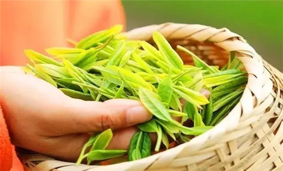 維生素C的保留量是綠茶陳化的重要指標