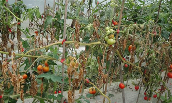 番茄枯萎病的防治方法