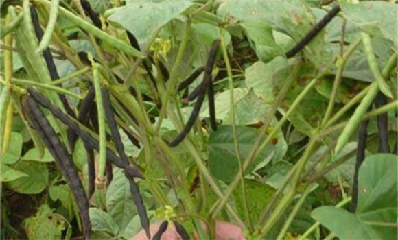 如何防治綠豆葉斑病