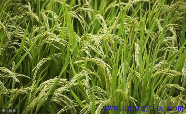 稻子的生長過程分為幾個階段