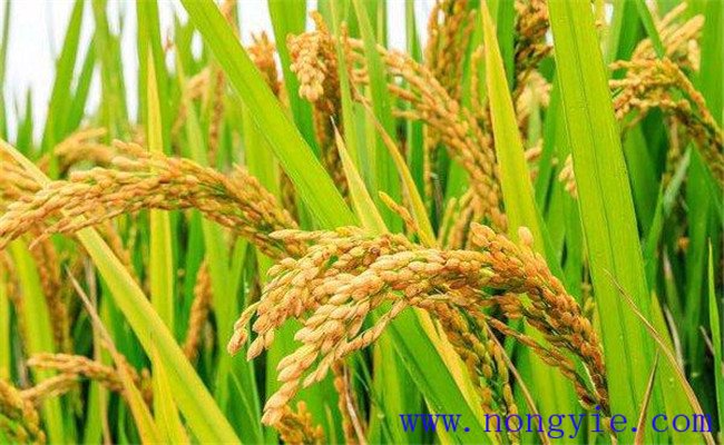 稻子畝產最高多少斤