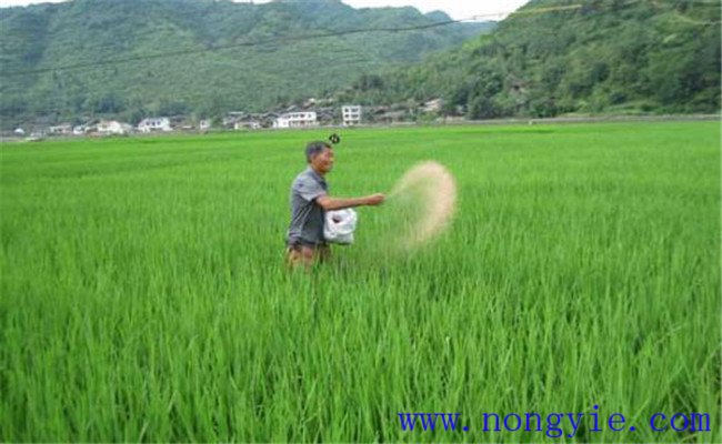 一畝水稻的需肥量