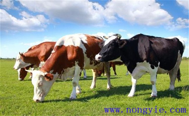 飼料蛋白質對奶牛生產與健康有什么