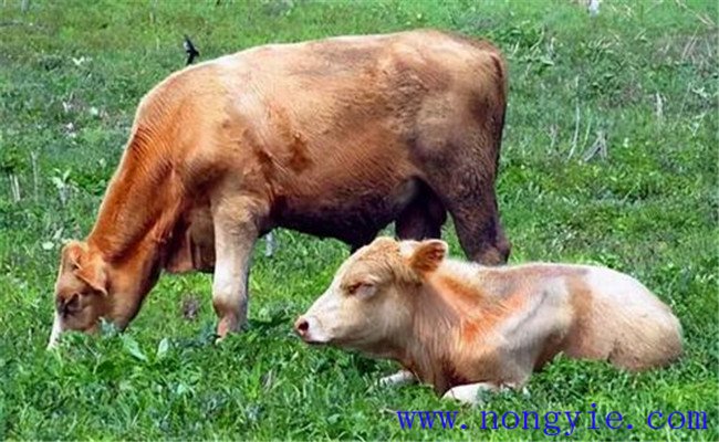 奶牛養殖容易忽略、又必須掌握的飼養管理要點