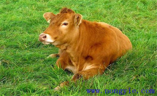 奶牛焦蟲病的癥狀與預防 奶牛焦蟲病的治療方法