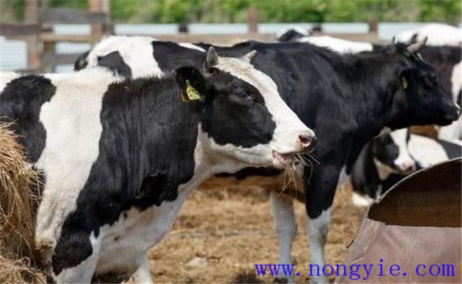 奶牛產奶期的飼養管理技術