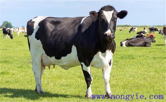 夏季奶牛不要過多地飼喂精料 奶牛夏季管理要點