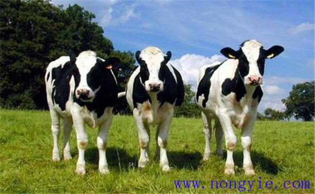 喂奶牛保護性脂肪問題不容忽視
