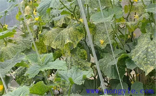 黃瓜靶斑病的農業防治方法