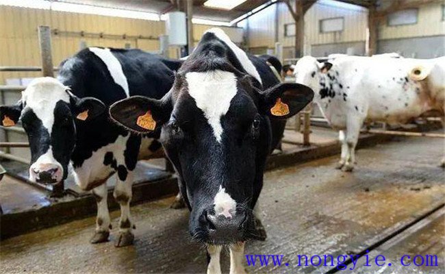 奶牛在產奶后期和干奶期如何保健
