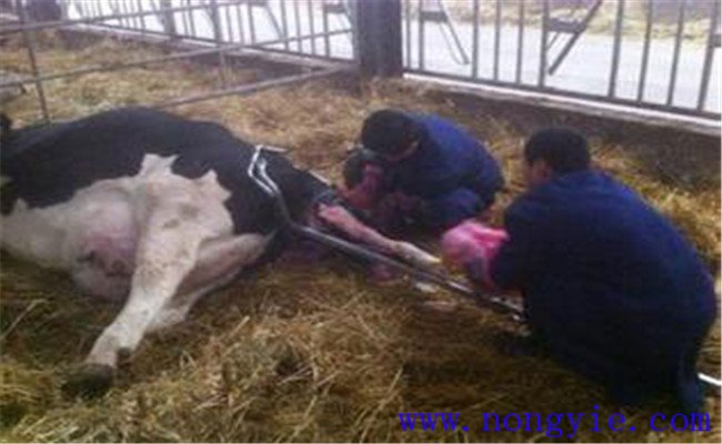 如何防治奶牛生產癱瘓