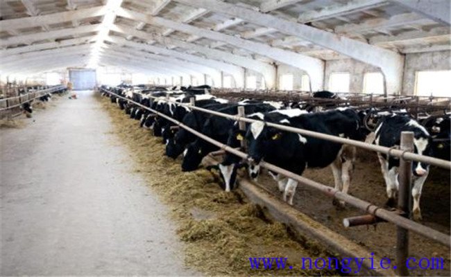 奶牛場的氣味對奶牛健康有什么影響