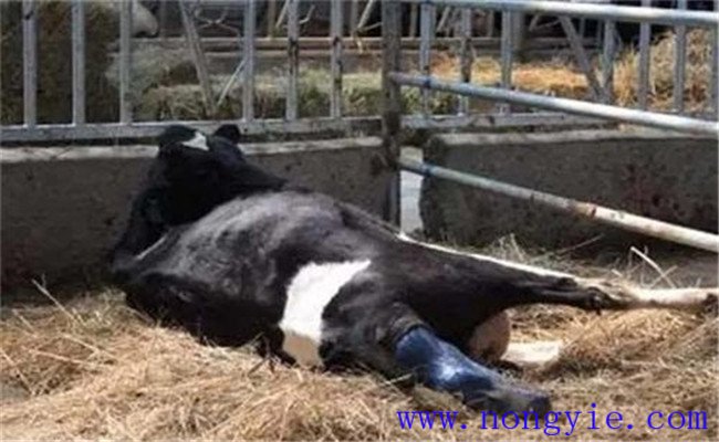 奶牛產后癱瘓的臨床癥狀