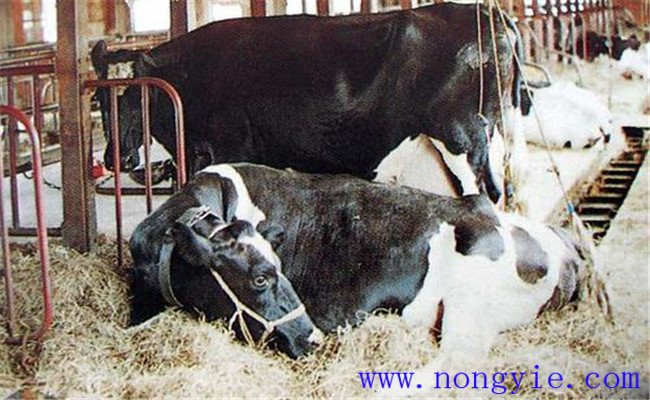 奶牛產后癱瘓的防治措施