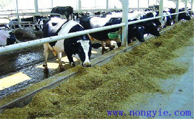 一頭奶牛需要多少青貯飼料