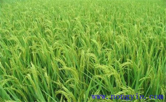 水稻噴施磷酸二氫鉀的噴施量