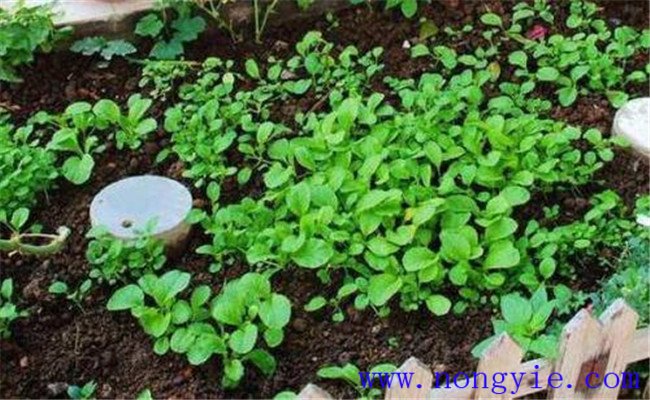 種菜用有機肥的施肥方法